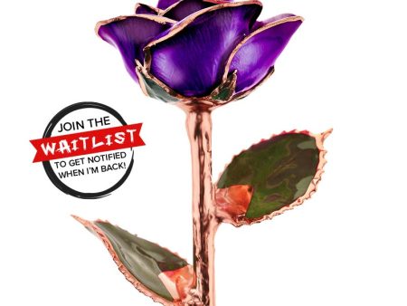 Purple Passion Rose Gold Dipped Rose For Sale