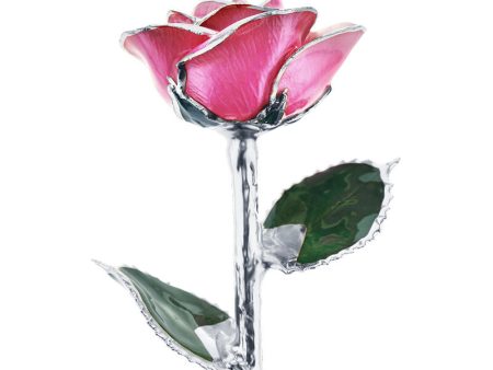 Platinum Princess Pink Rose Hot on Sale