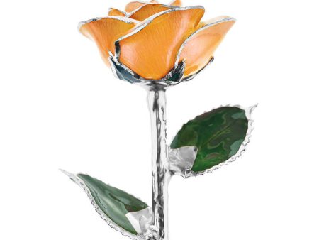 Creamsicle Platinum Rose Online