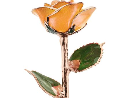 Creamsicle Rose Gold Dipped Rose Online now